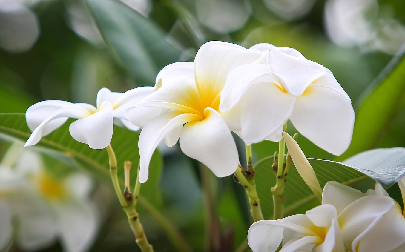 Plumeria 101 Class by Atkinson Plumeria