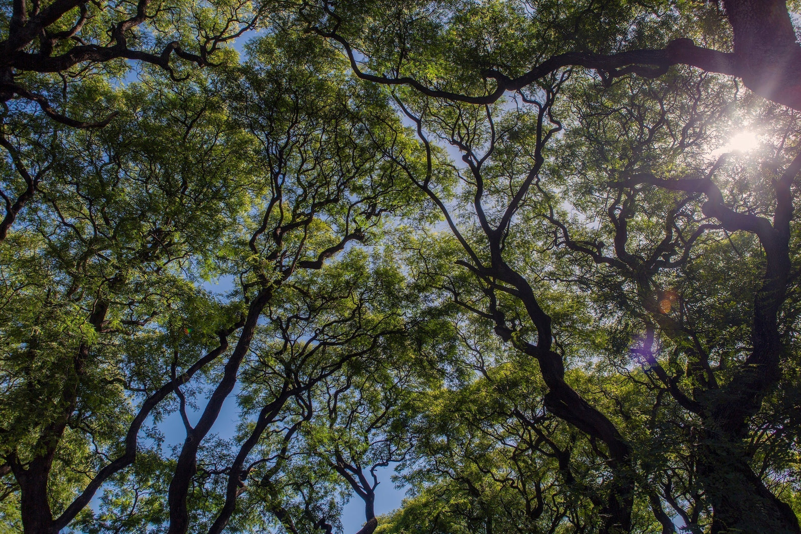 Best Shade Trees for San Diego Backyards