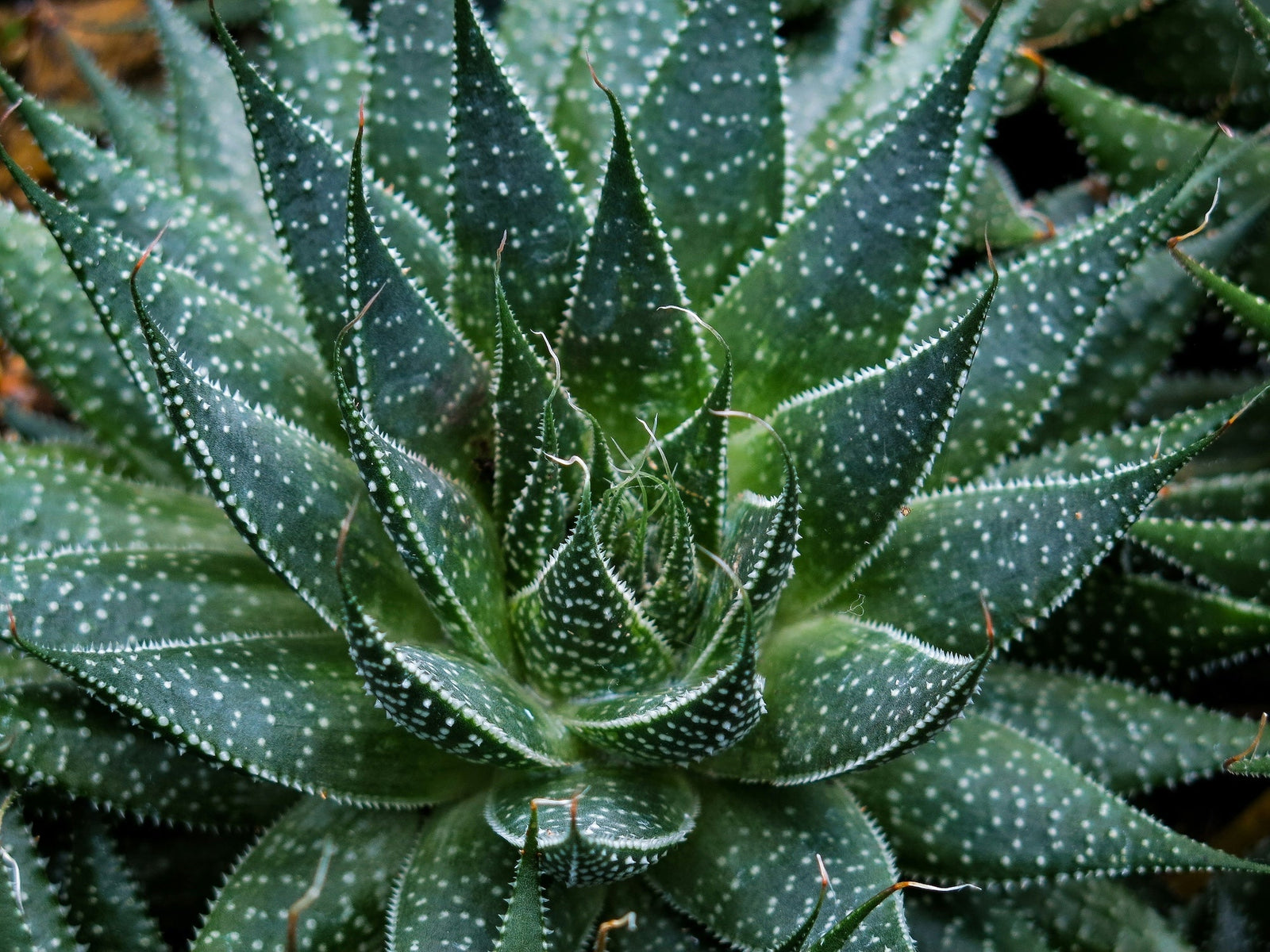 Watch Out for Pests on Aloe and Agave Plants
