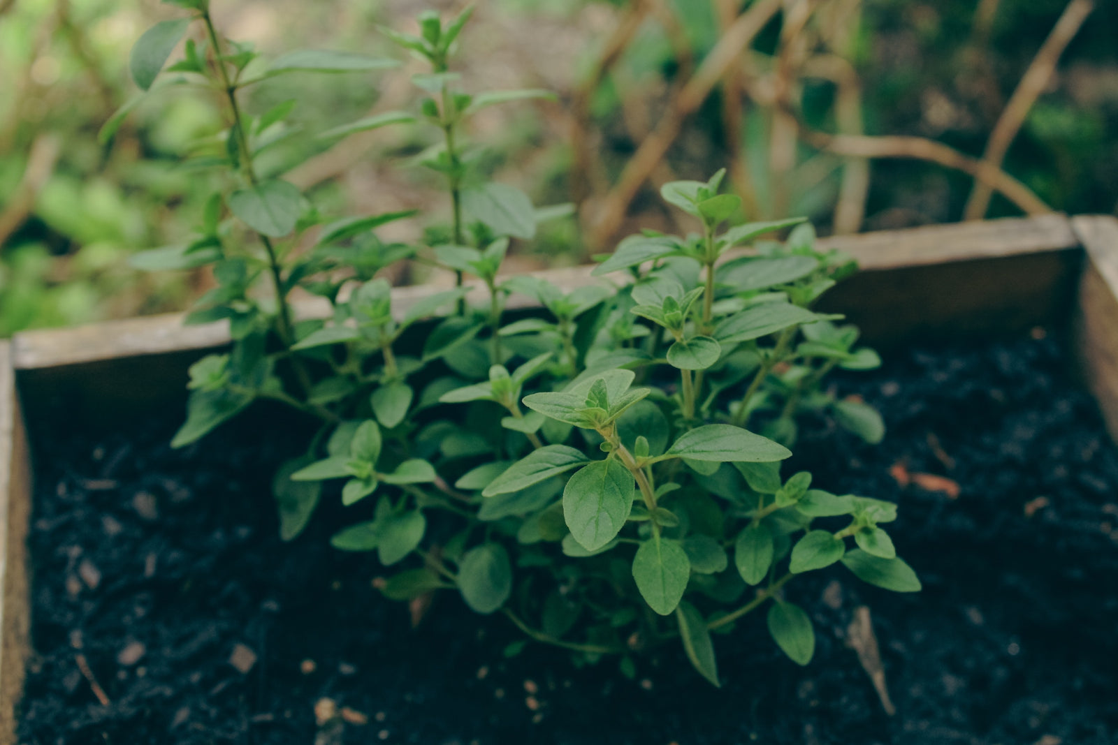 CBS 8's Shawn Styles | Garden Box