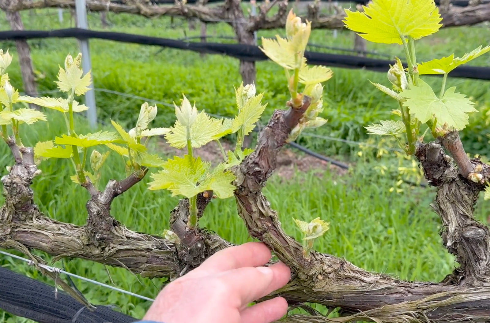 Springtime at Effenberger Vineyards