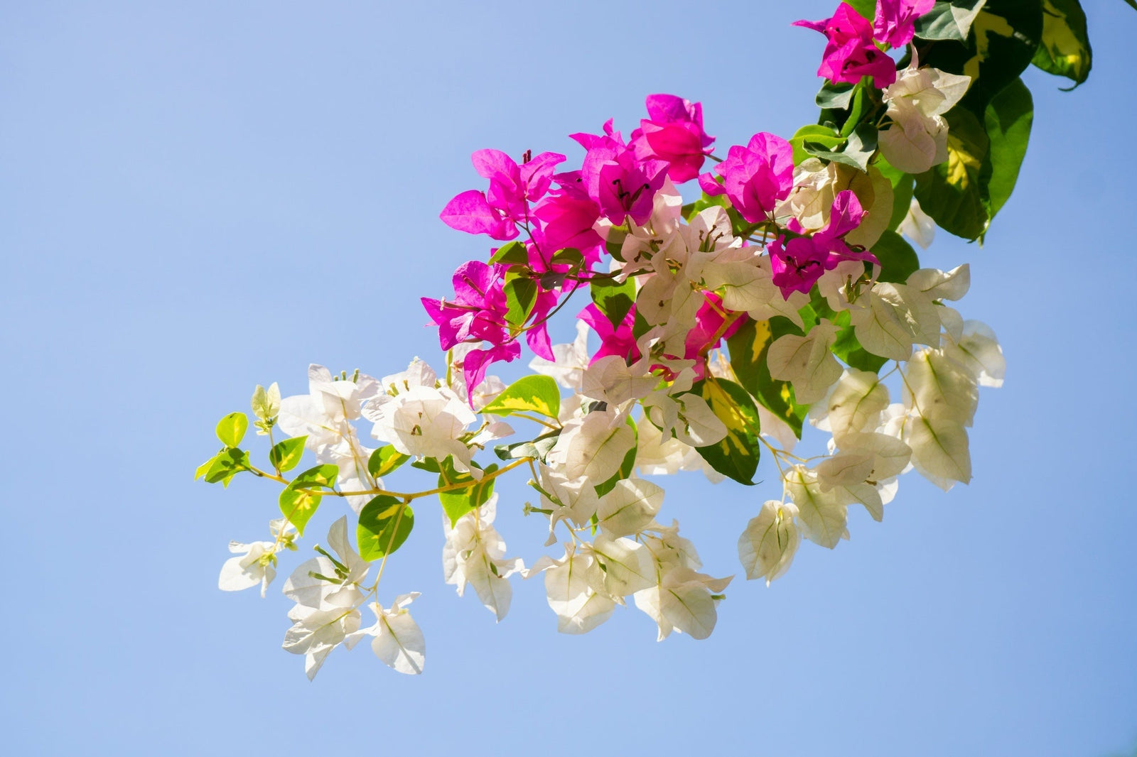 Planting California Native Plants