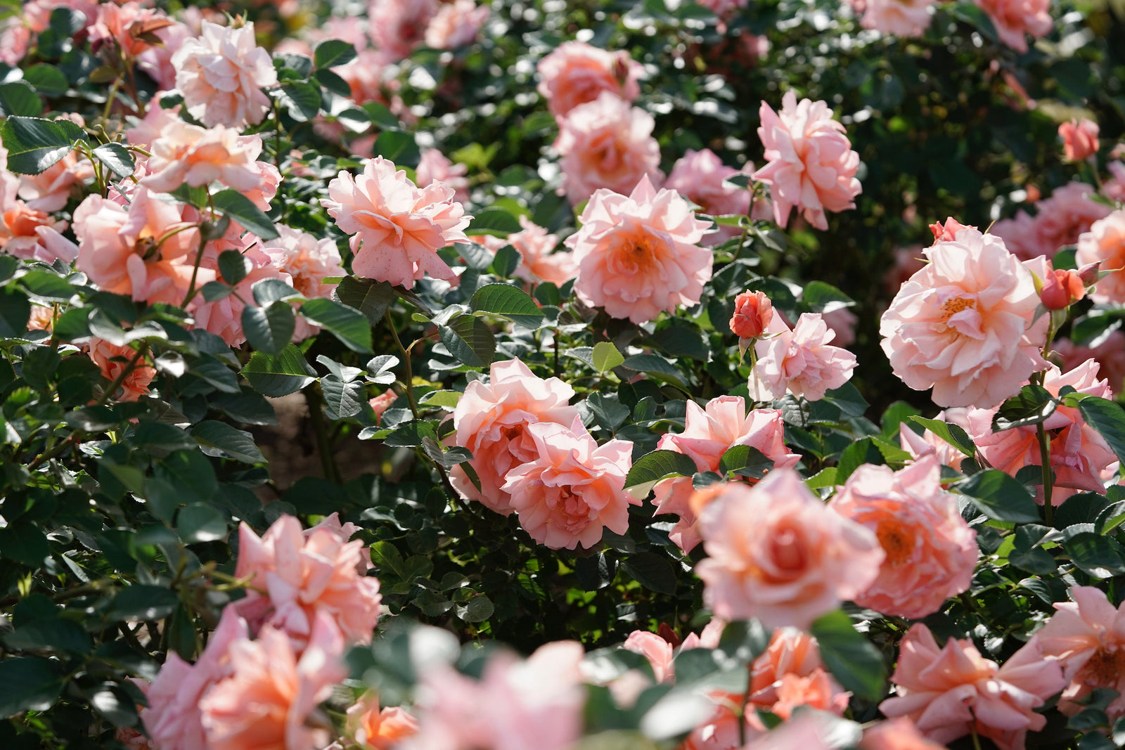 Spring Rose Care