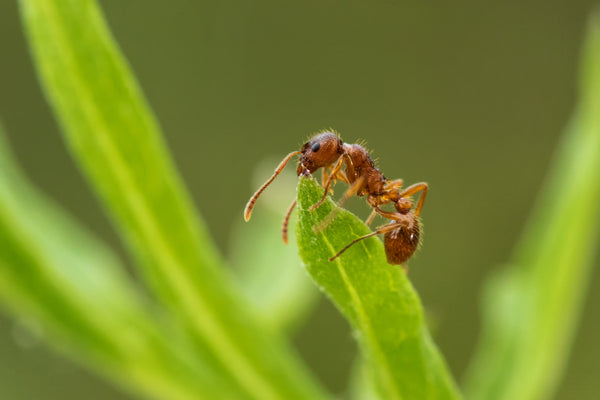 Quench PRO Liquid Ant Bait - Agserv Pest Control Supplies