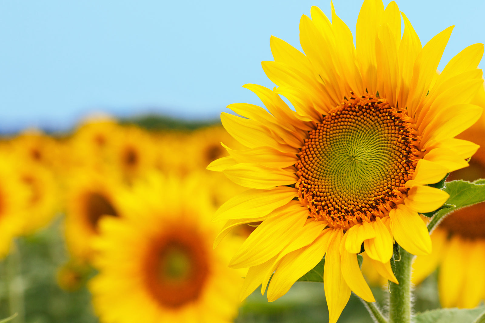 Growing Sunflowers