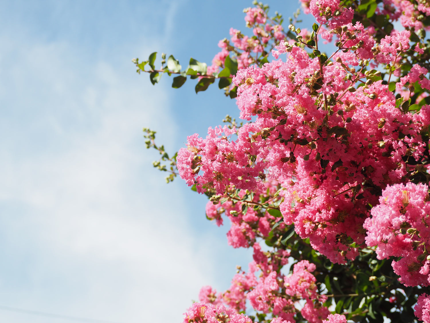 Crape Myrtles
