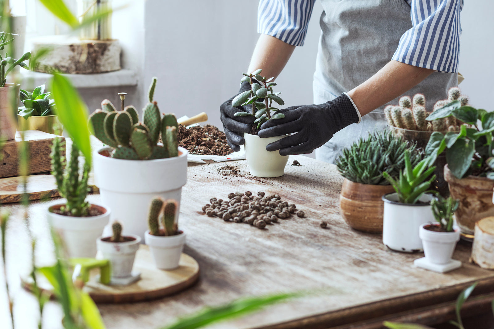 Special Care for Container Plants