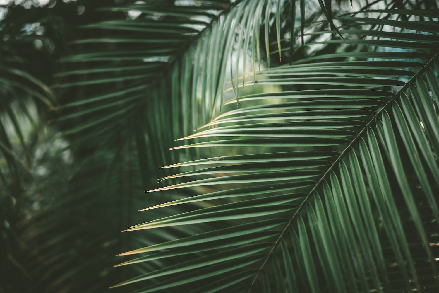 Care and Maintenance of Palm Trees