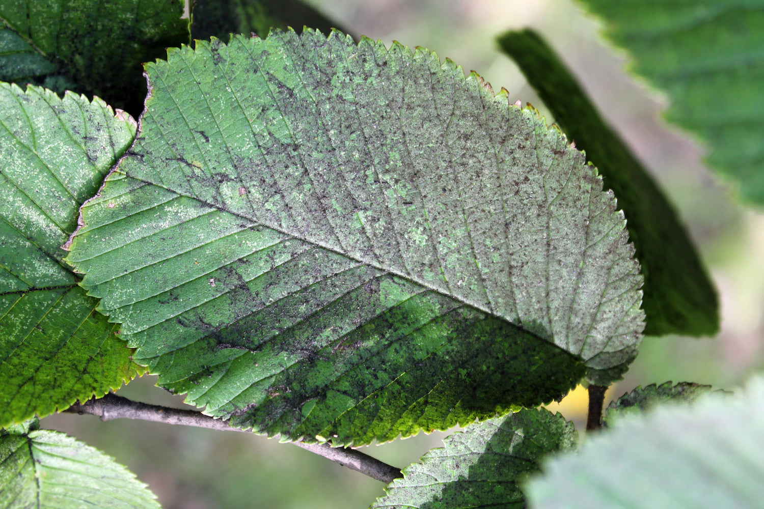 Managing Sooty Mold on Fruit Trees