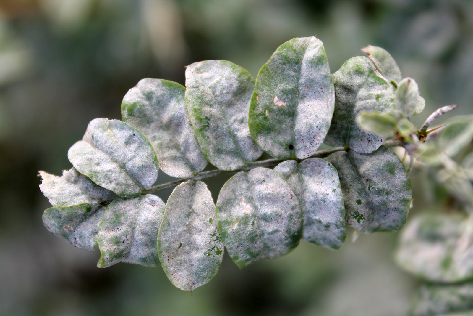 White Fuzz On Plants