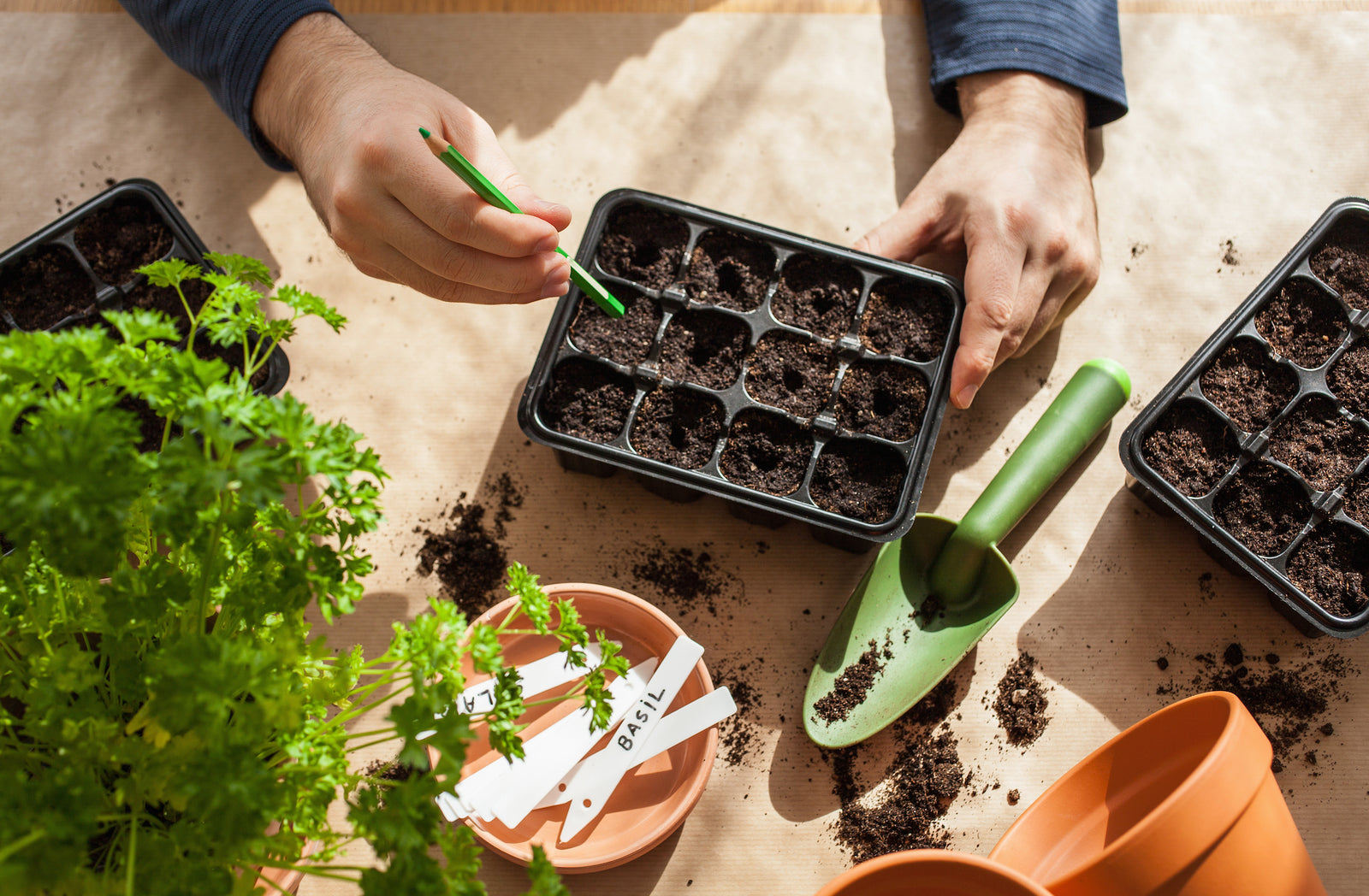 Starting Seeds Indoors
