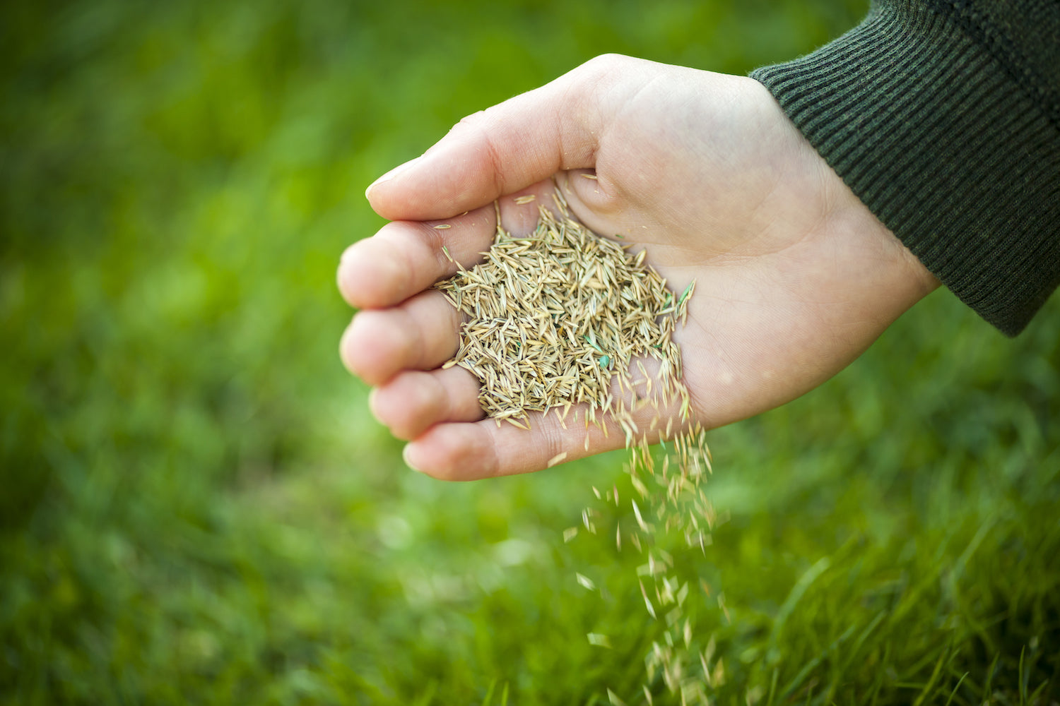 Overseed for Season Long Green Grass