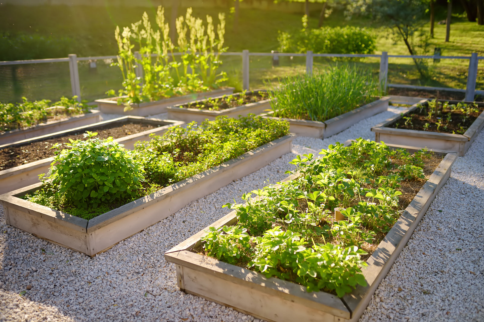 Veggie Garden Video Series #4 - Getting Ready to Plant