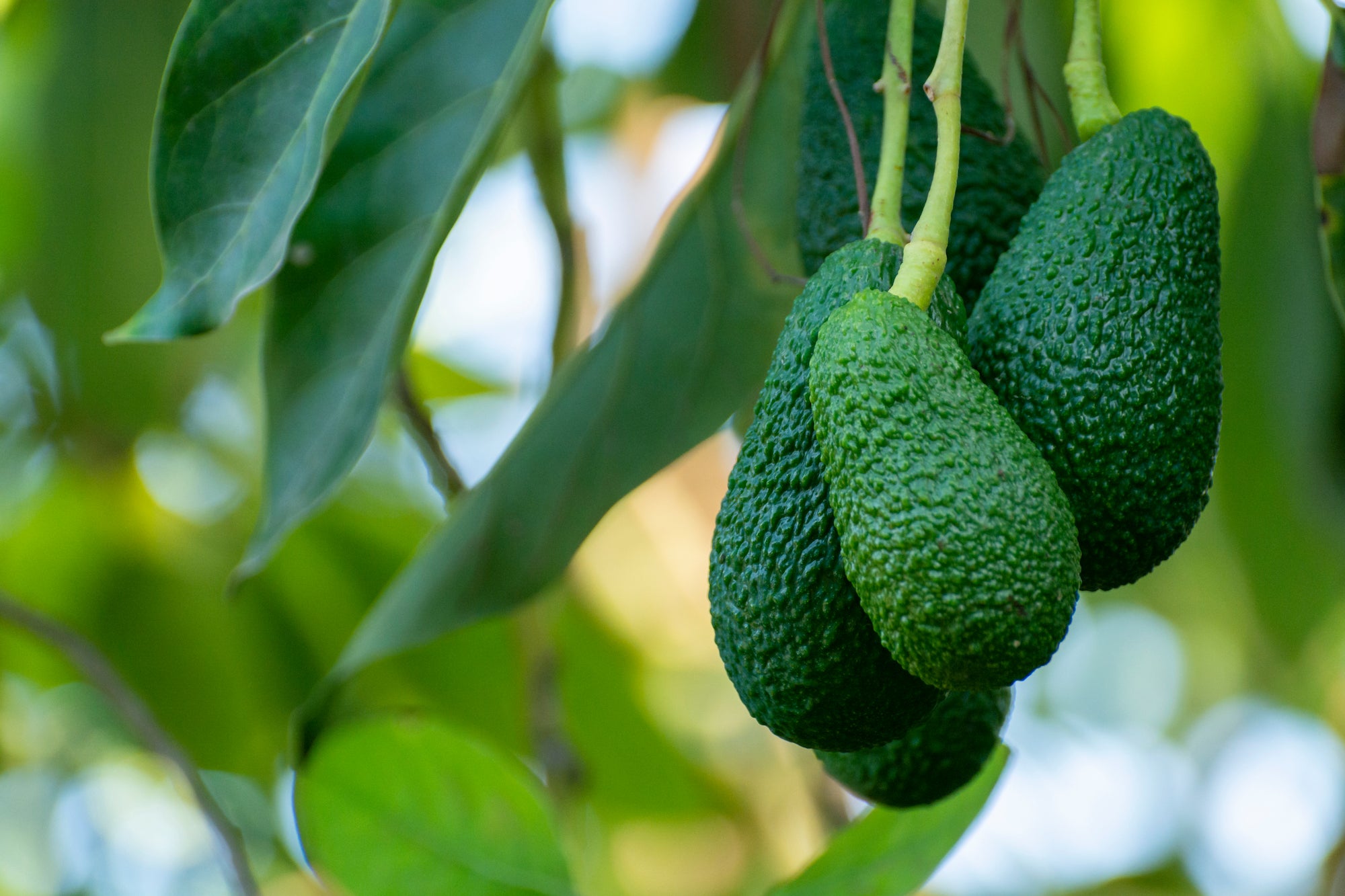 Top 10 Amazing Facts About Avocados
