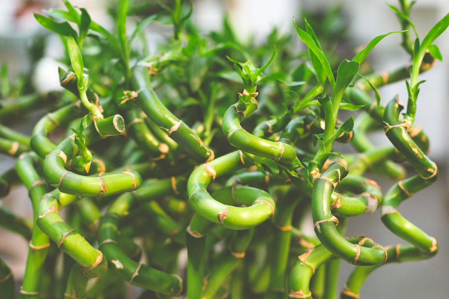 Lucky Bamboo Plants