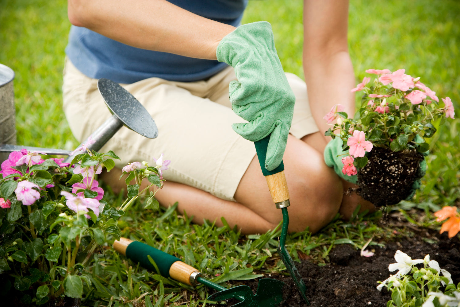 Dividing Perennials