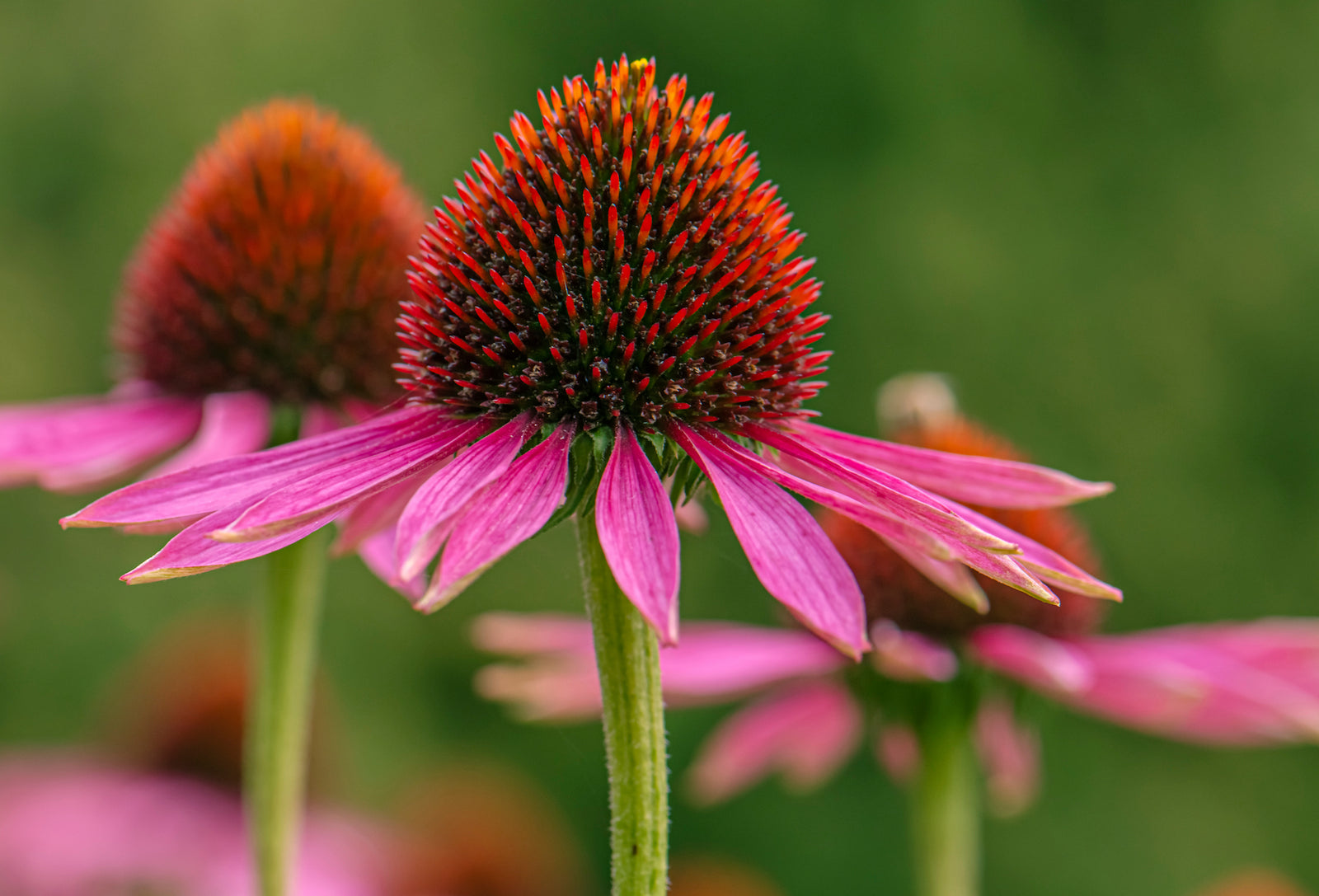 Coneflowers