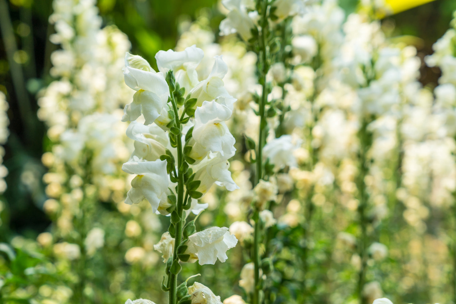 Flower Seeds to Plant in August
