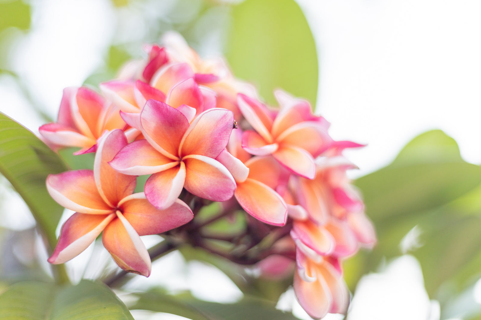 Preparing Your Beautiful Plumerias for Winter