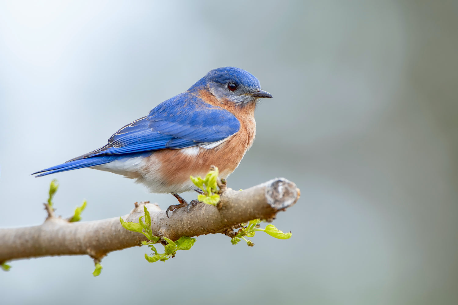 Attracting Birds with Natives