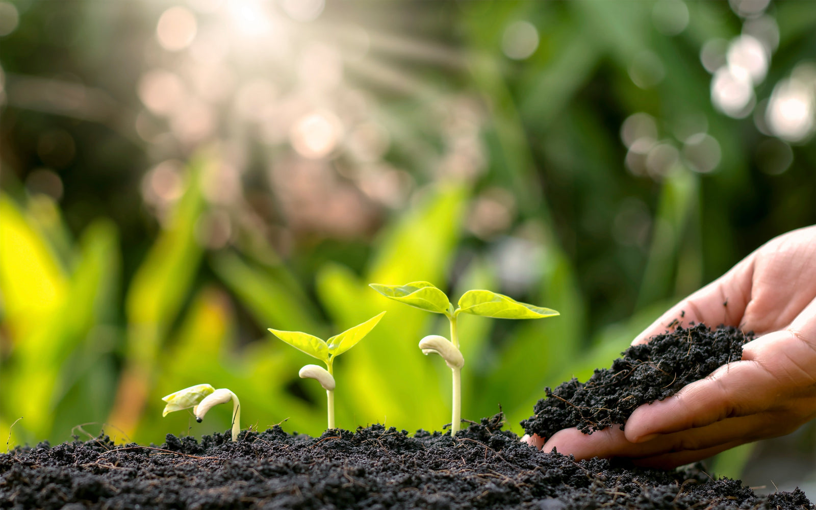 Veggie Garden Video Series #8 - First Fertilization