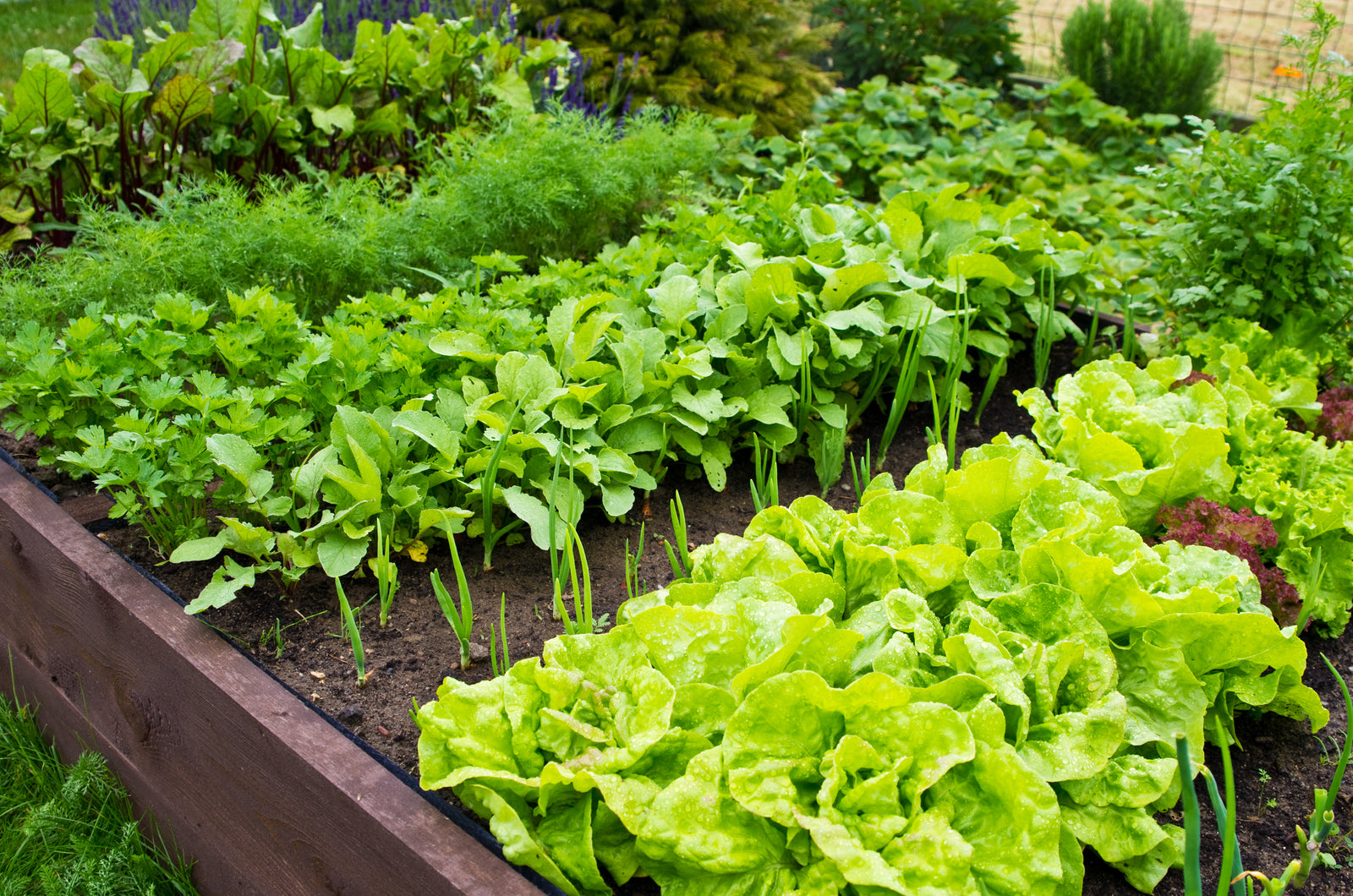 Veggie Garden Video Series #1 - Getting Started in Your Garden