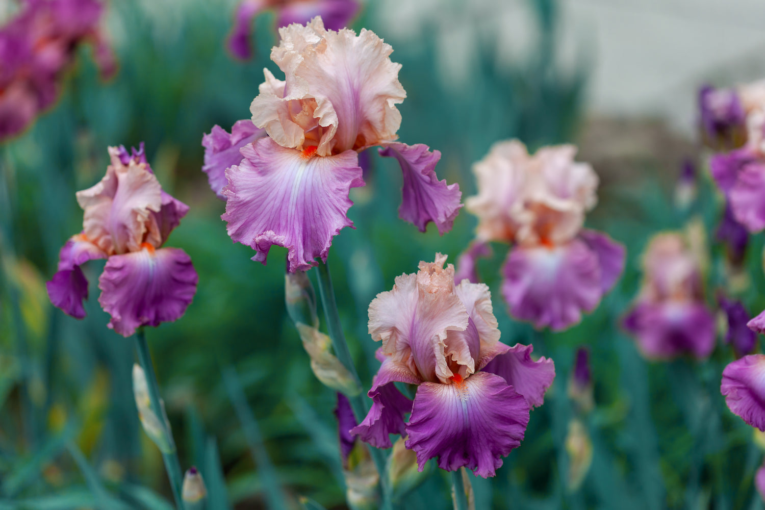 Bearded Iris