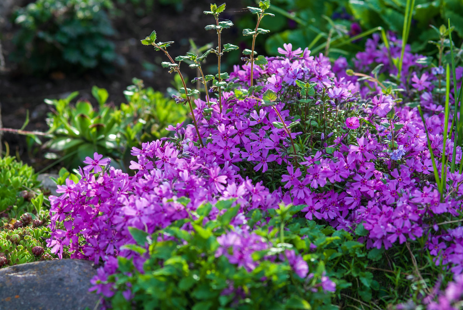 The Classic Look of Groundcovers