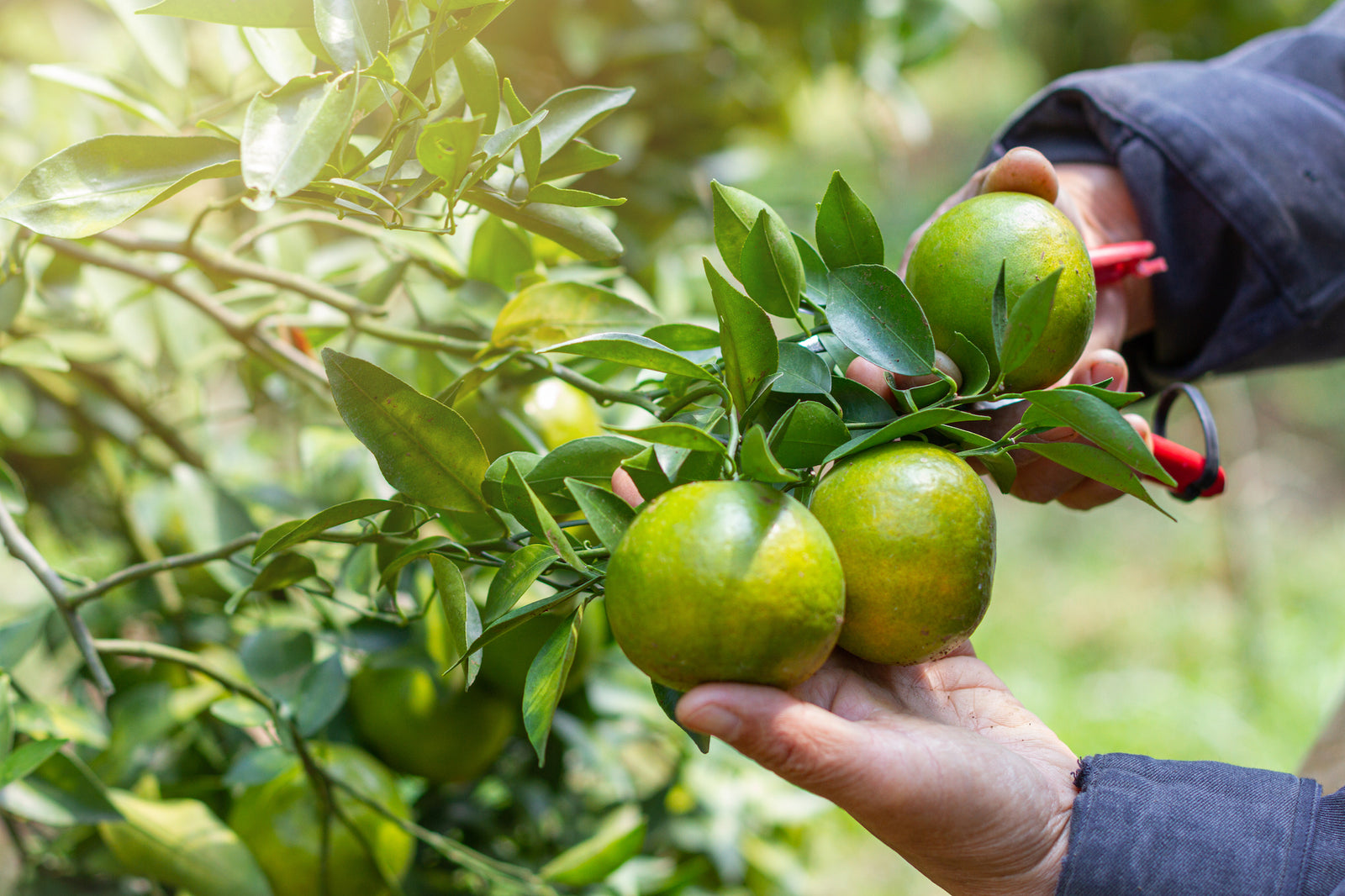 VEGGIE GARDEN VIDEO SERIES #10 - PRUNING AND FERTILIZING