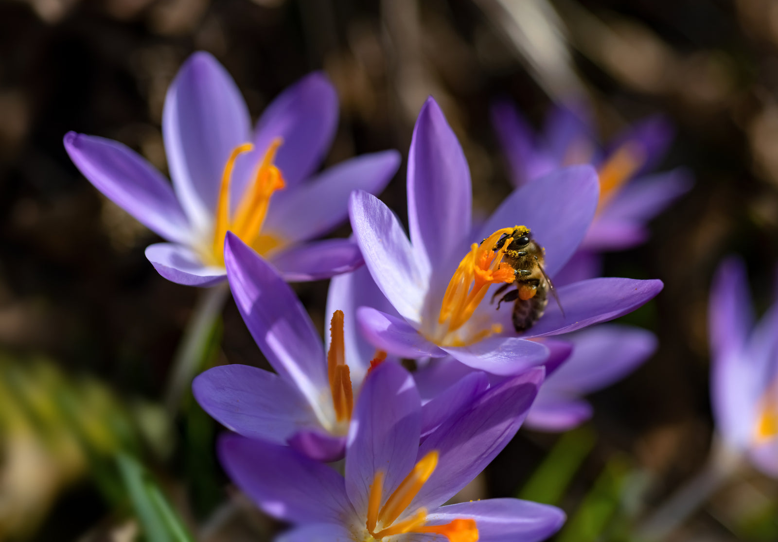 Bulbs for Spring Bloom