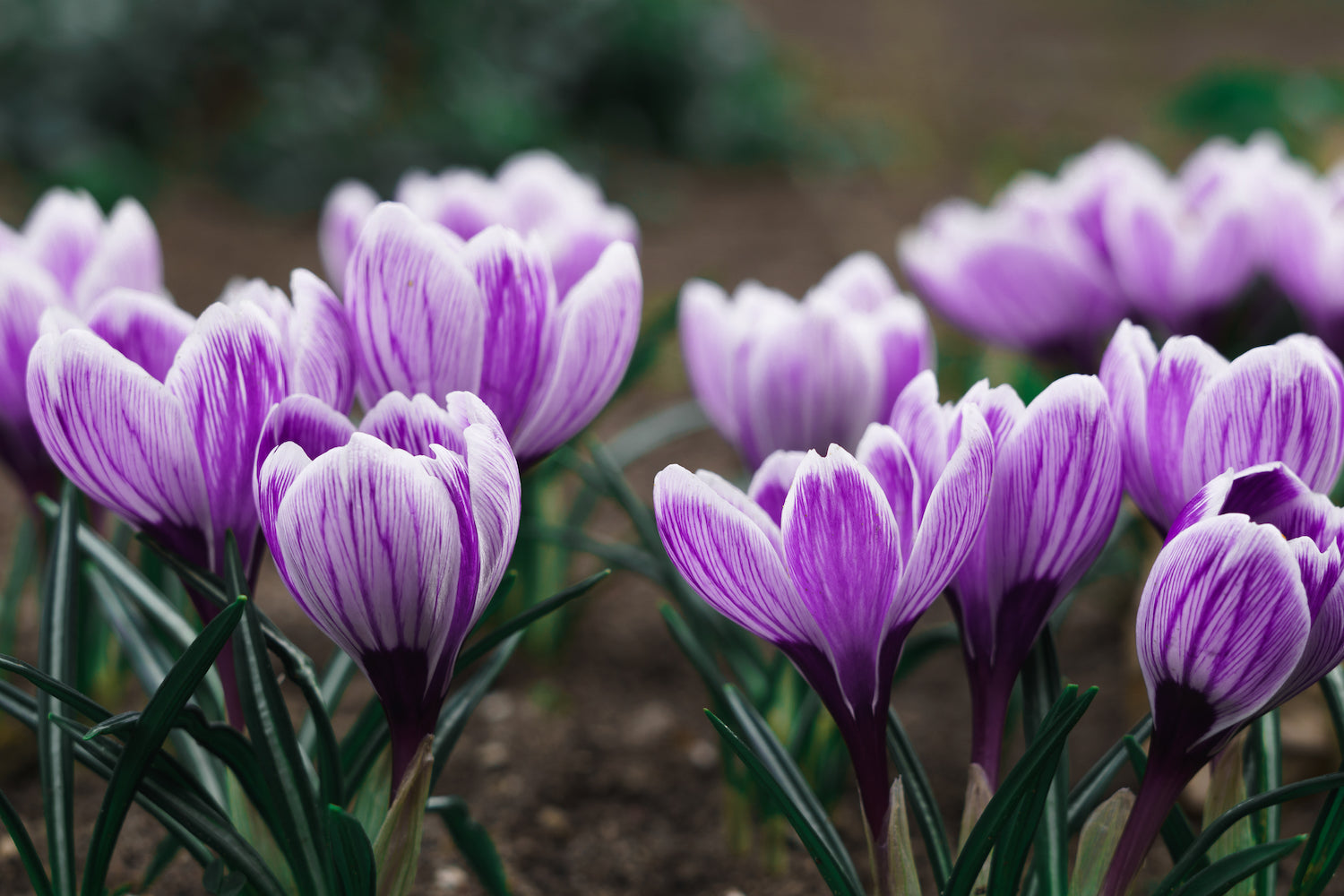 Plant of the Months