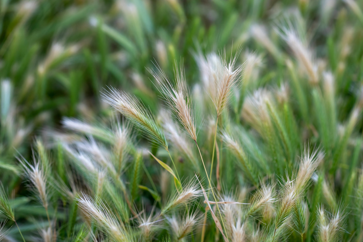 Foxtail Grasses