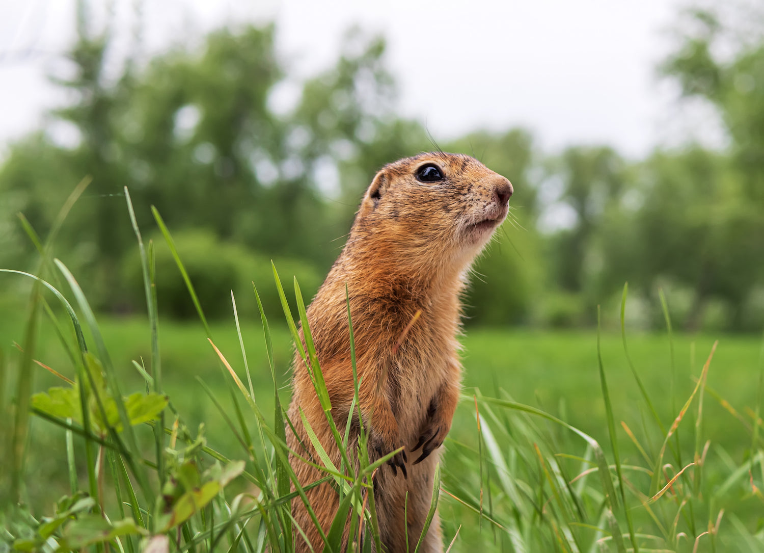 Gettin’ Rid of Gophers