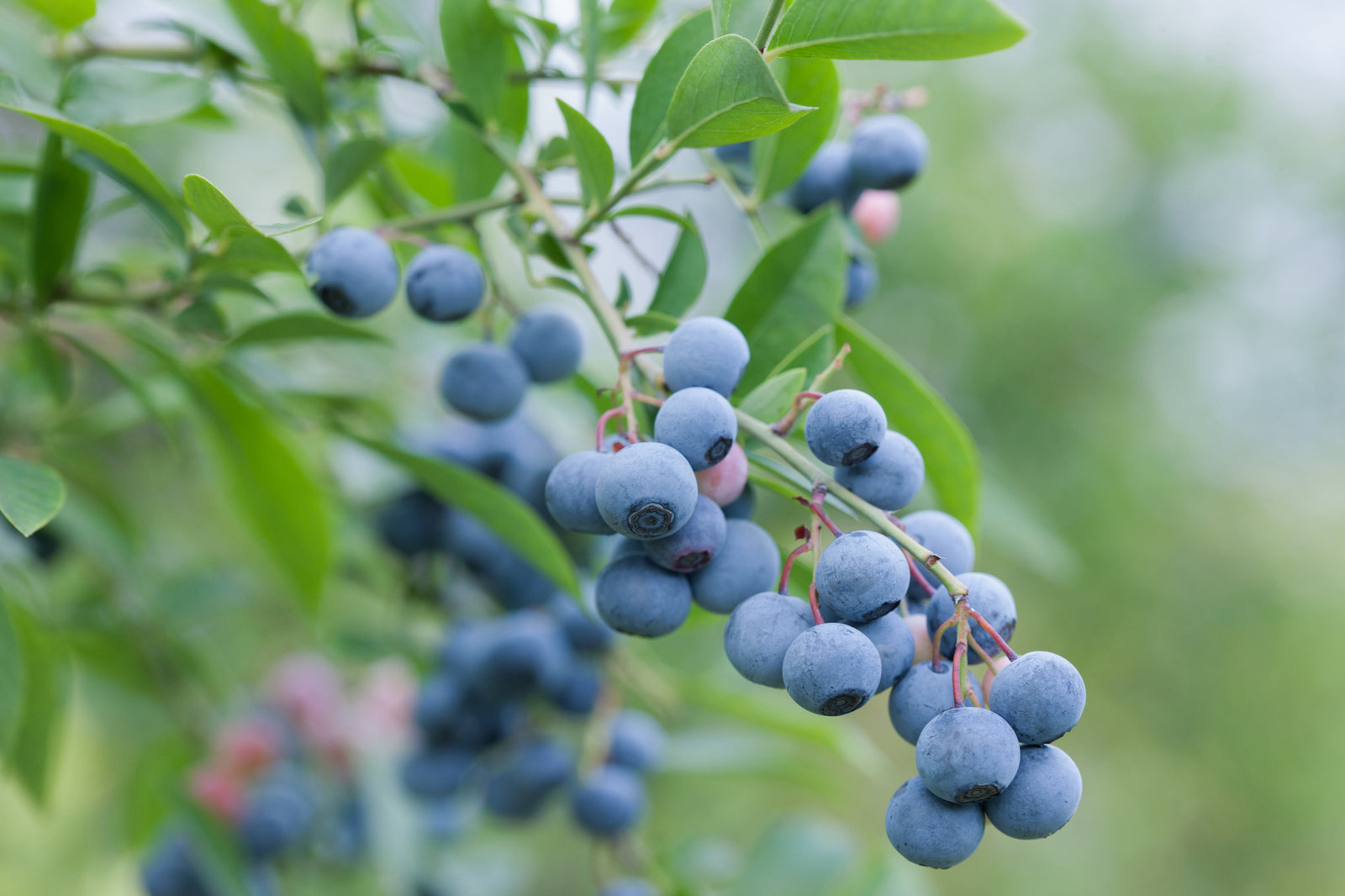 Fruit Tree Pollination Tips
