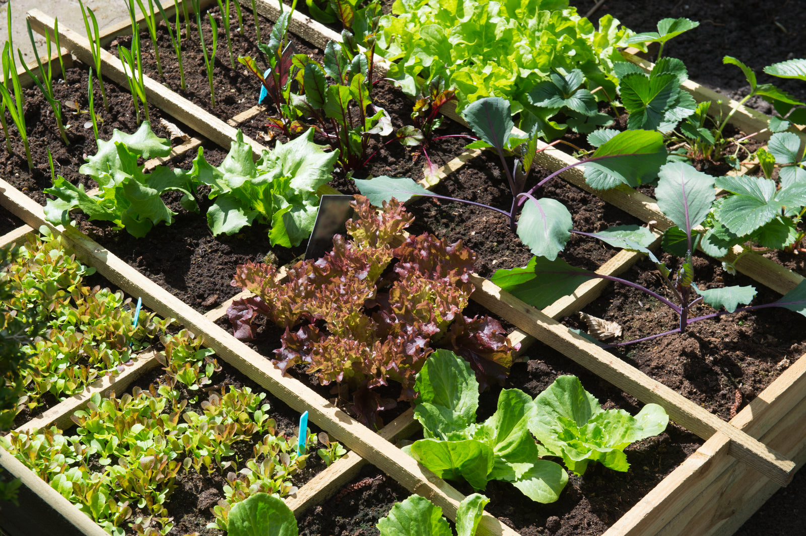 Veggie Garden Video Series #2 - When to Plant and What to Plant