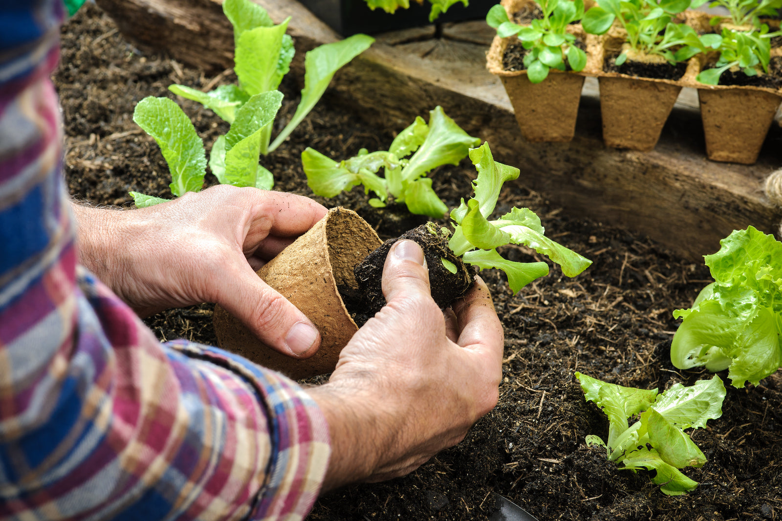 Veggie Garden Video Series #5 - Planting Your Garden