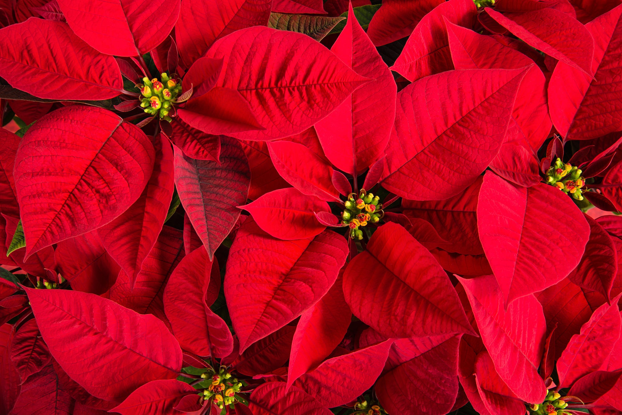 Making Your Poinsettia Last