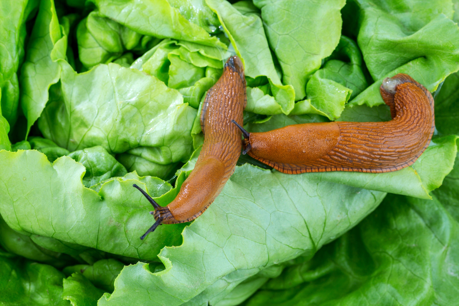 Getting Rid of Snails and Slugs in Your Garden