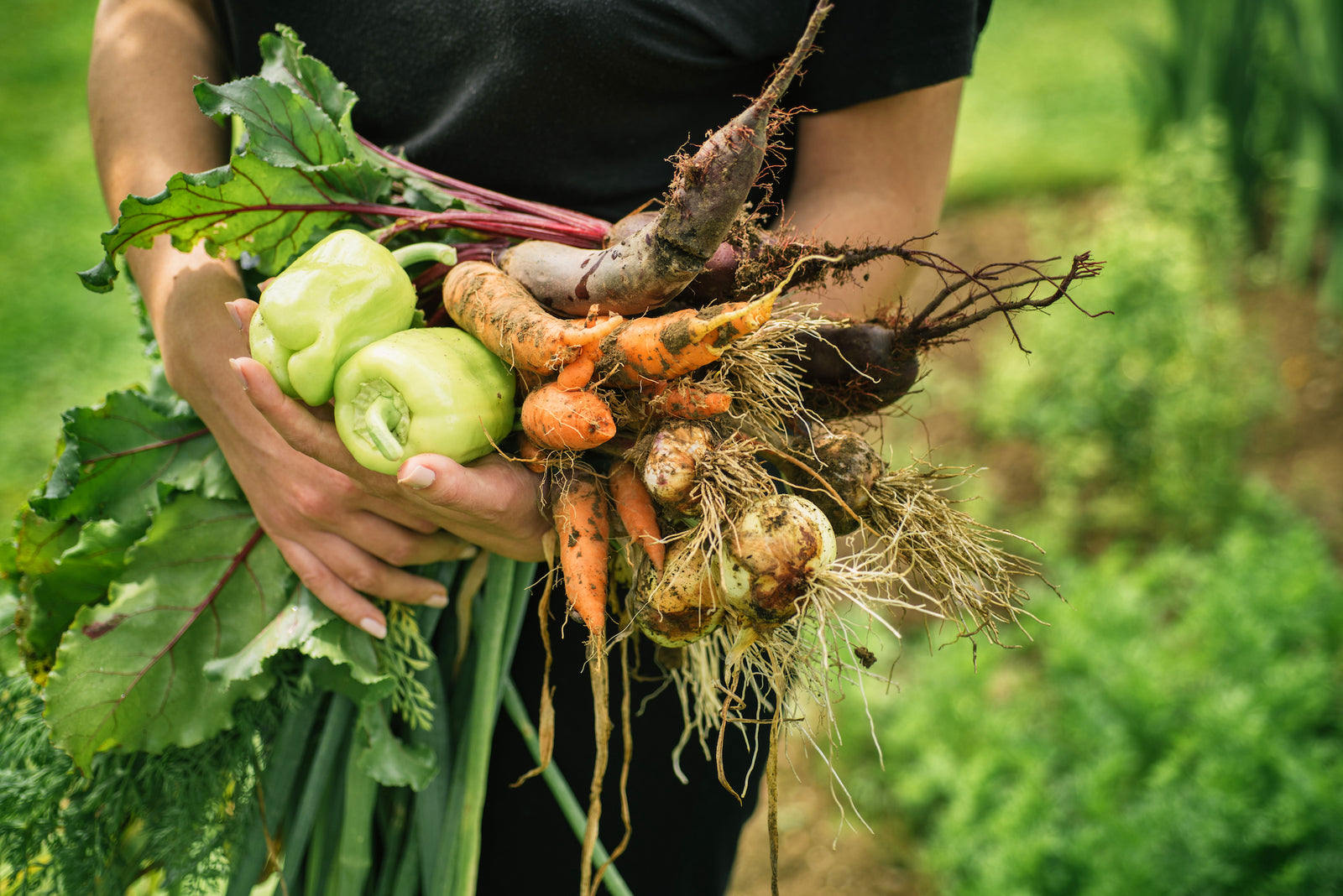 Harvesting Your Vegetables