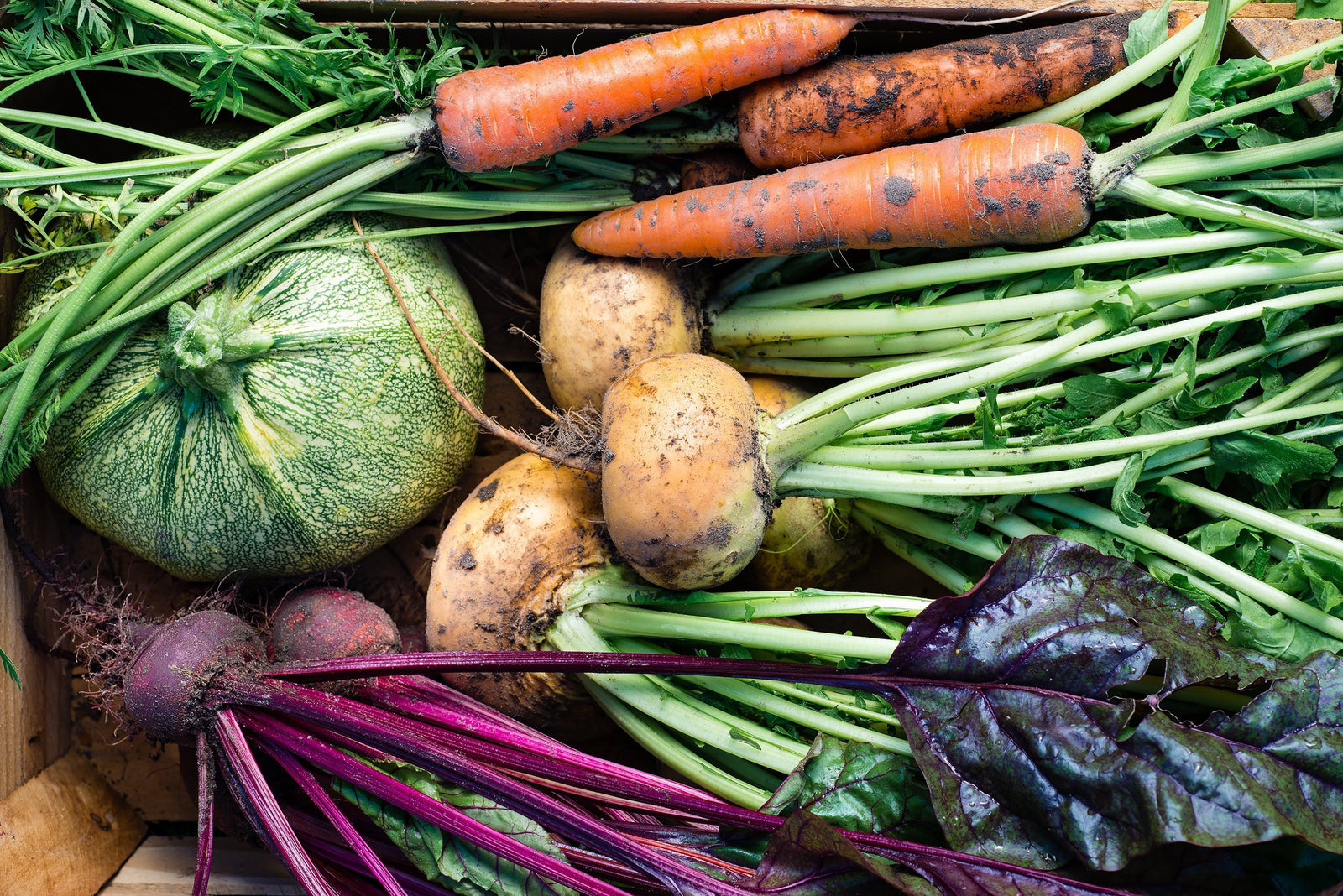 Gardening Tips for Growing Vegetables in San Diego
