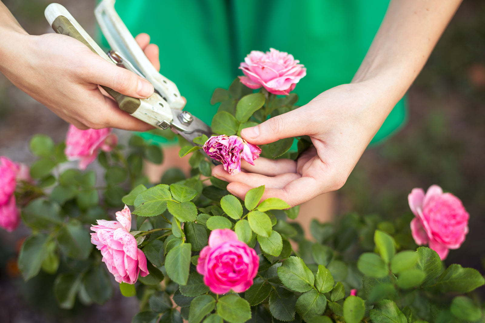 Deadheading Flowers