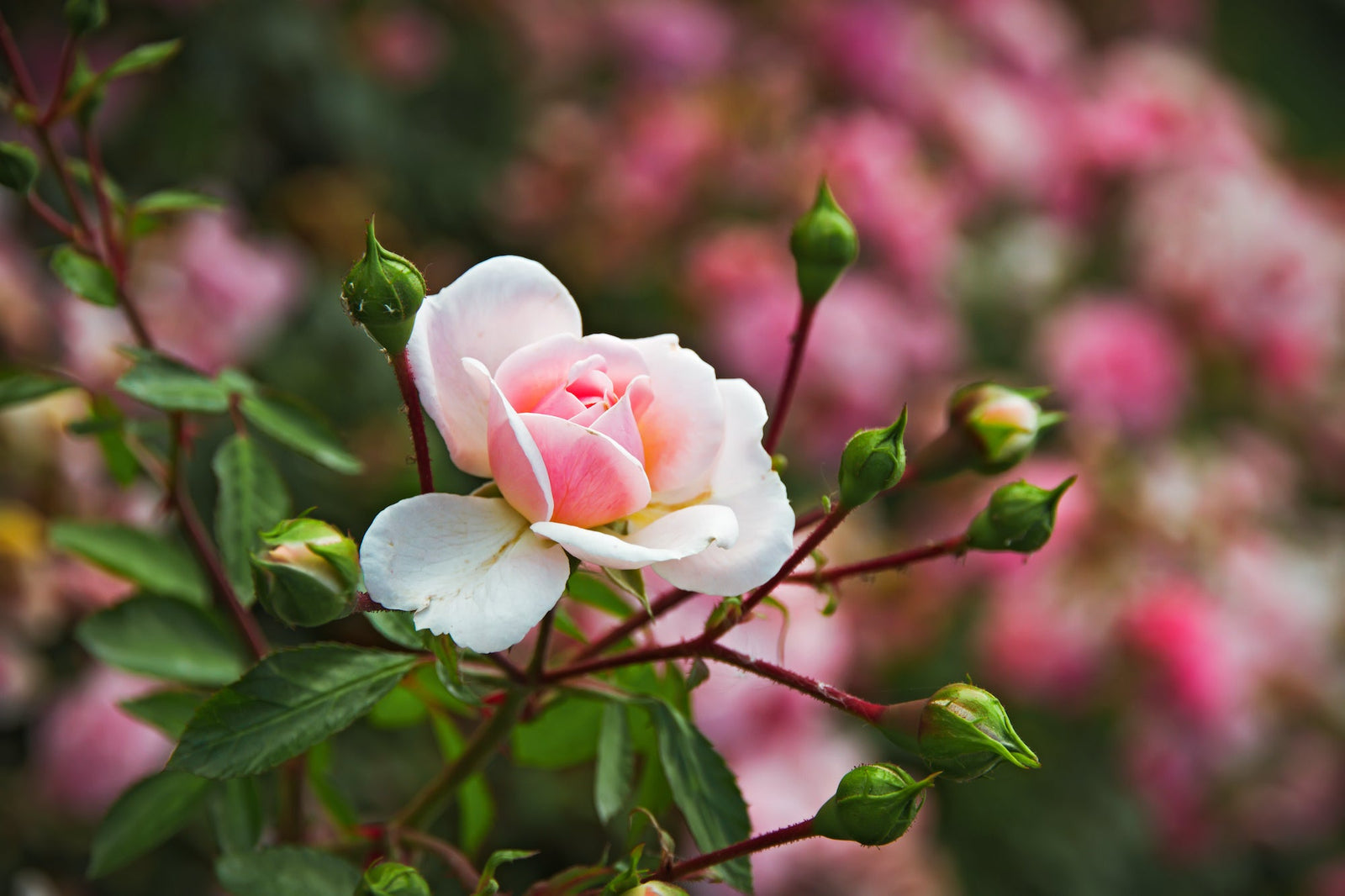 Preparing Roses for Late Season Blooms