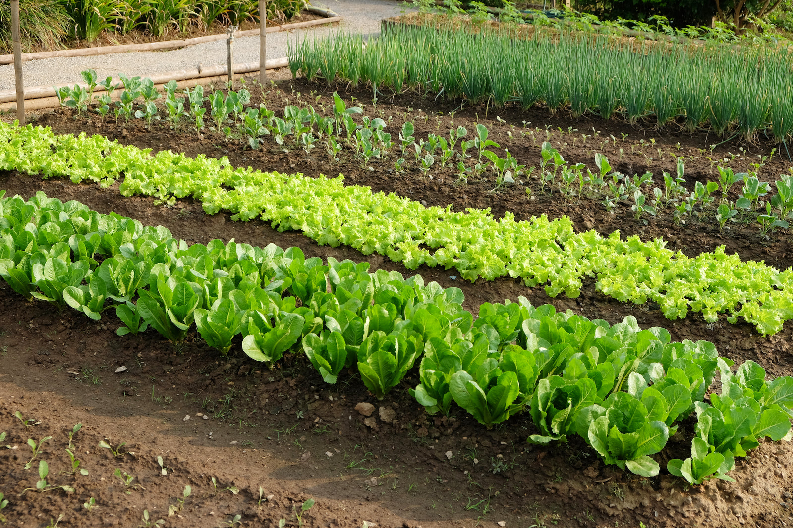 Veggie Garden Video Series #6 - Spacing Your Vegetables