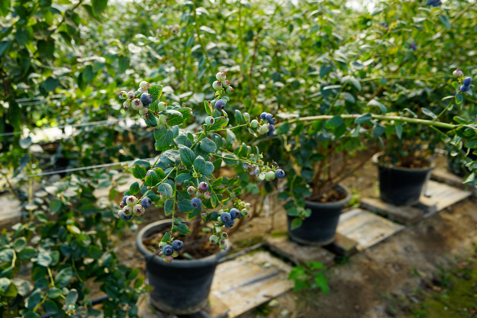 Growing Blueberries
