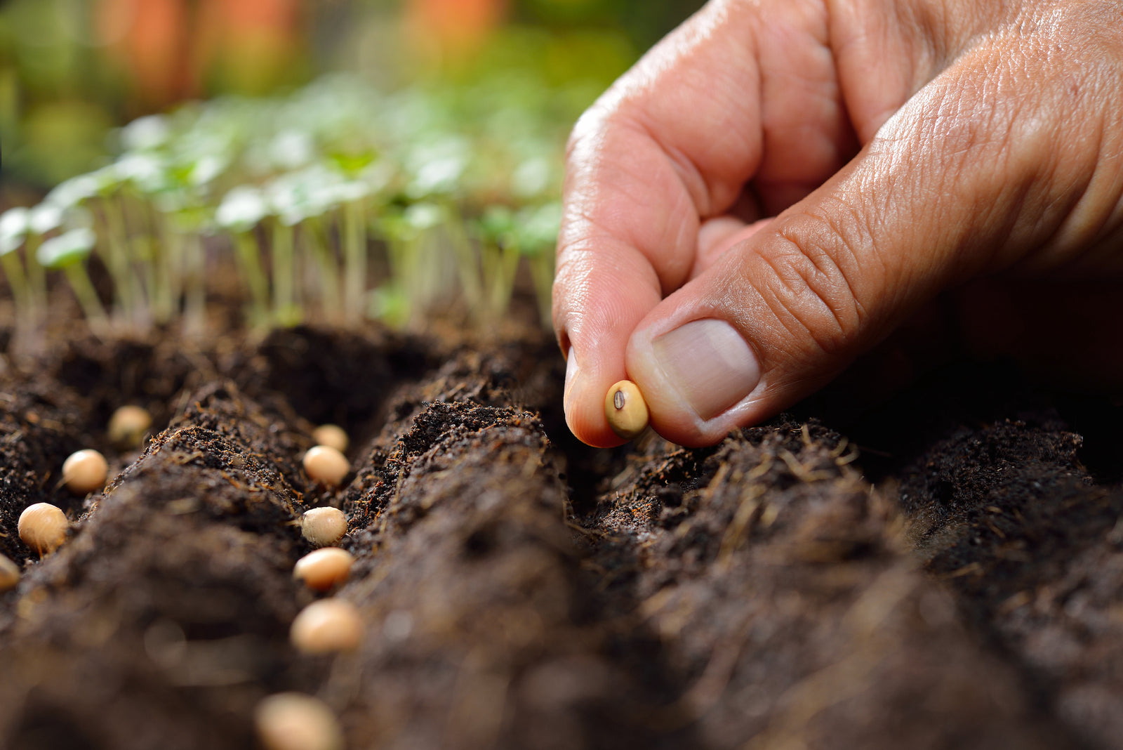 Veggie Garden Video Series #3 - Starting your Seeds