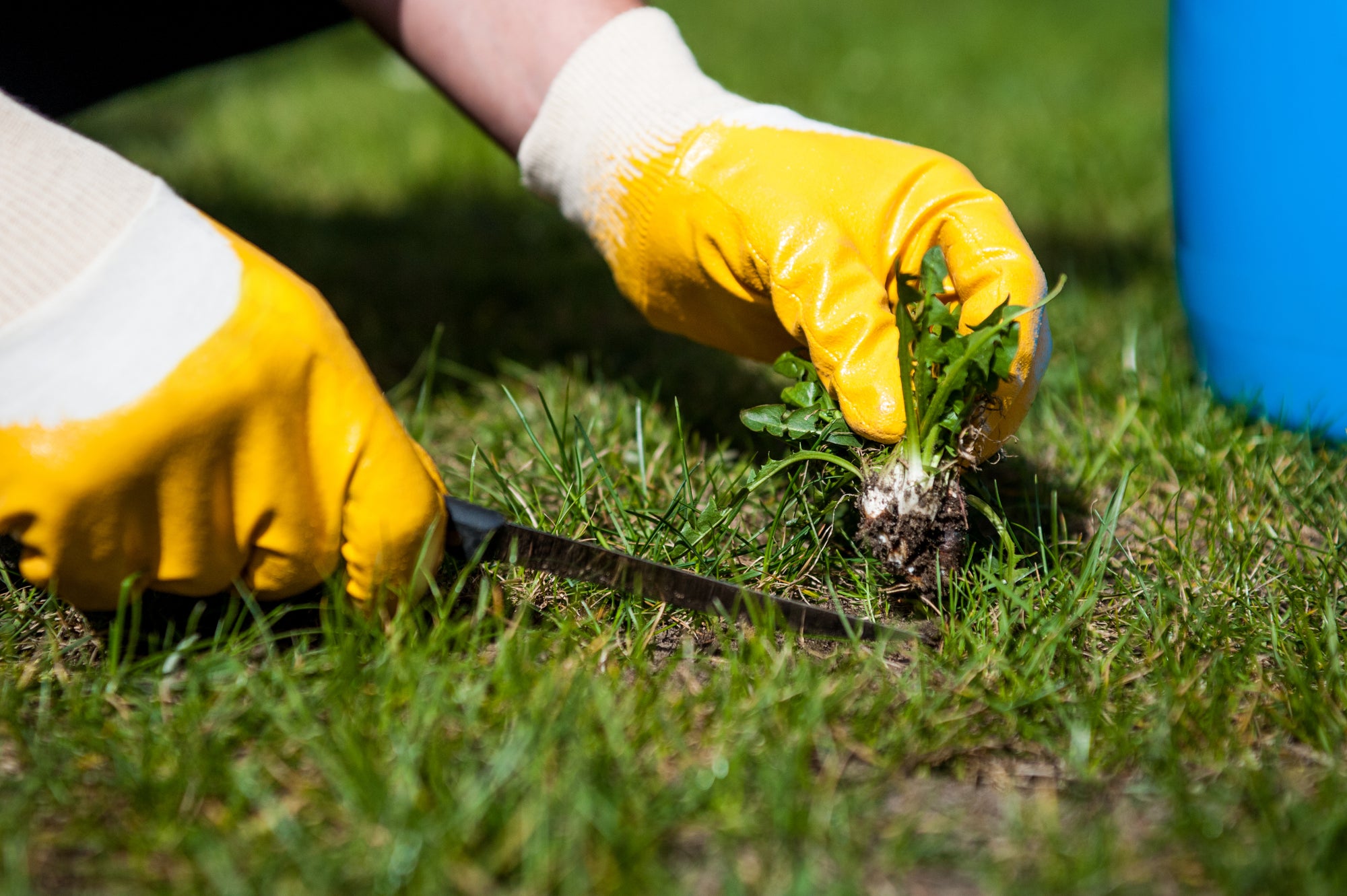 Prevent and Control Lawn Weeds