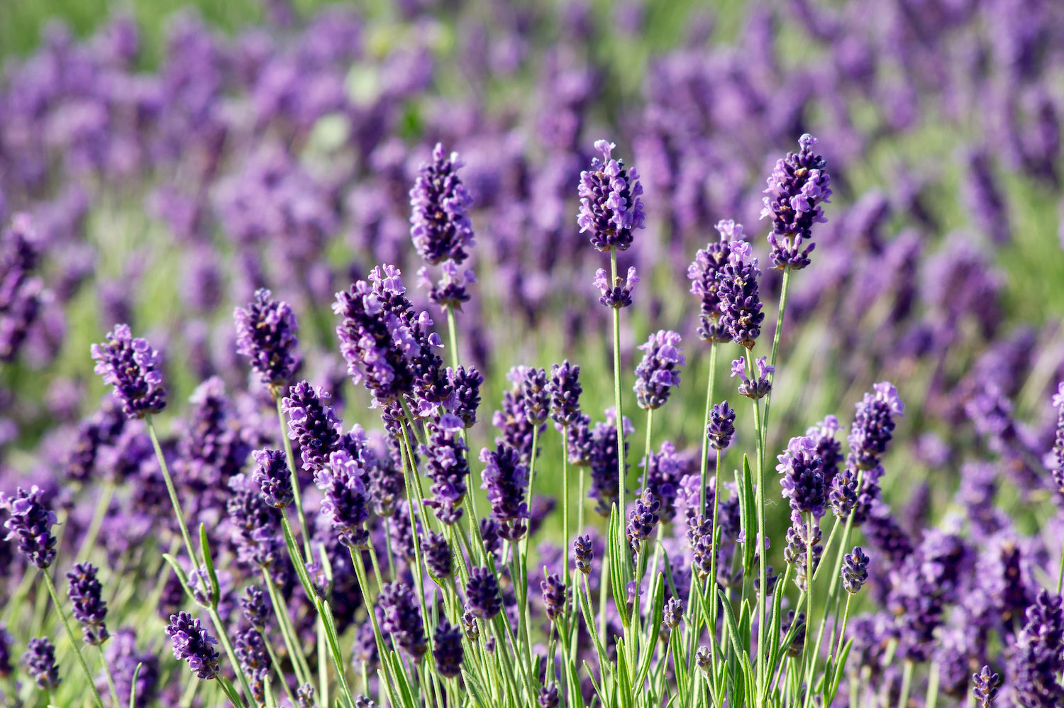 8 Perfect Sidewalk Plants