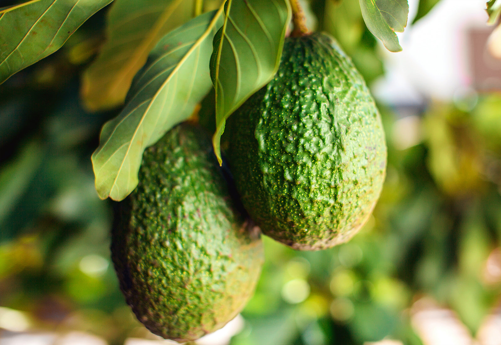 Managing Avocado Heat Damage