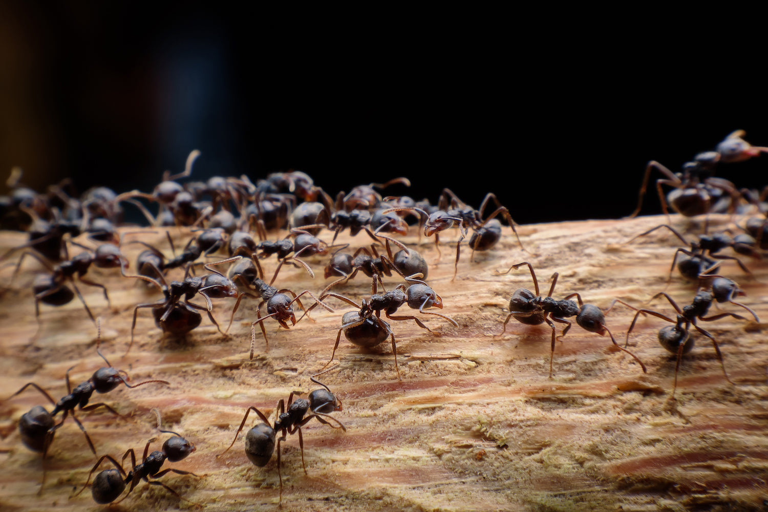 How to Control Ants