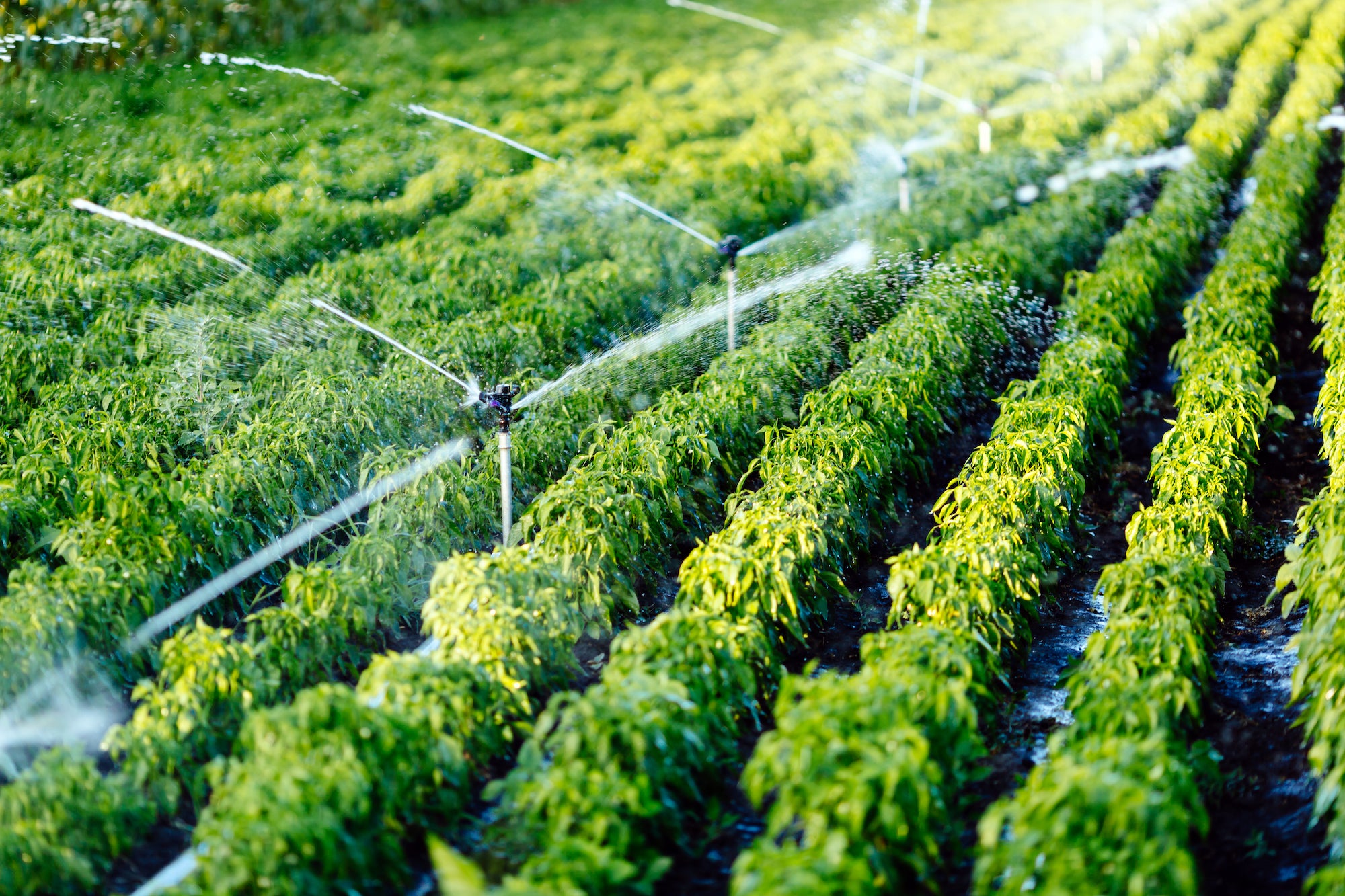 Veggie Garden Video Series #7 - Irrigation